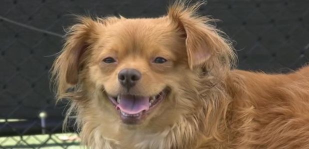 Adorable dog smiling
