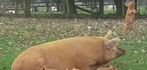 Piglet flying in the air