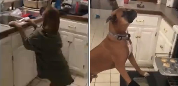 Dog does mannequin challenge